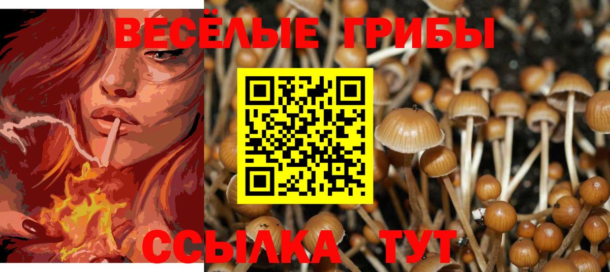 Псилоцибиновые грибы Psilocybine cubensis Горно-Алтайск